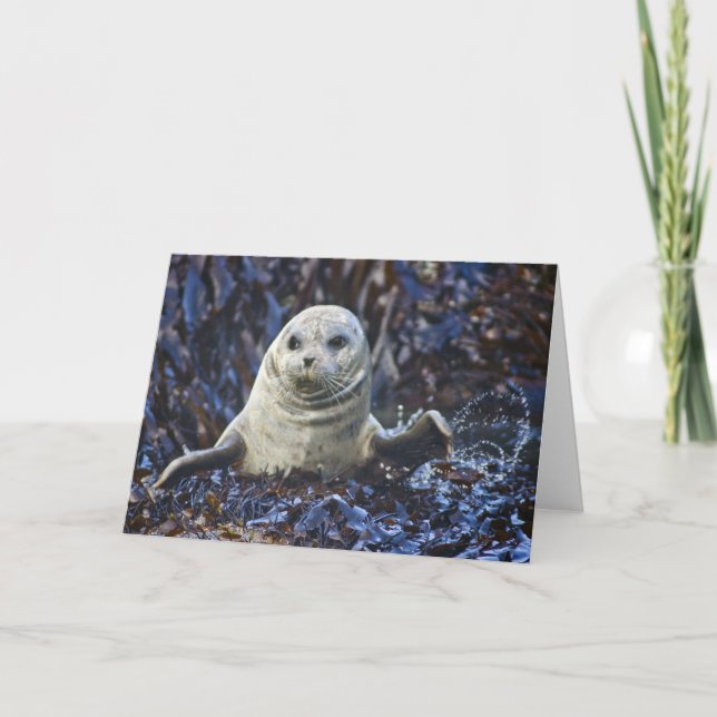 Harbor Seal (Phoca vitulina) Card (Front)