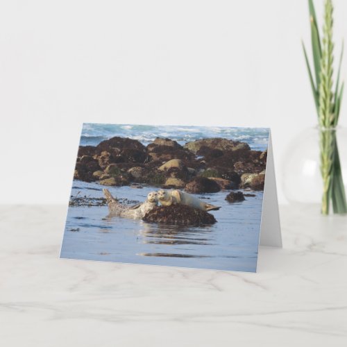 Harbor Seal Posers Card