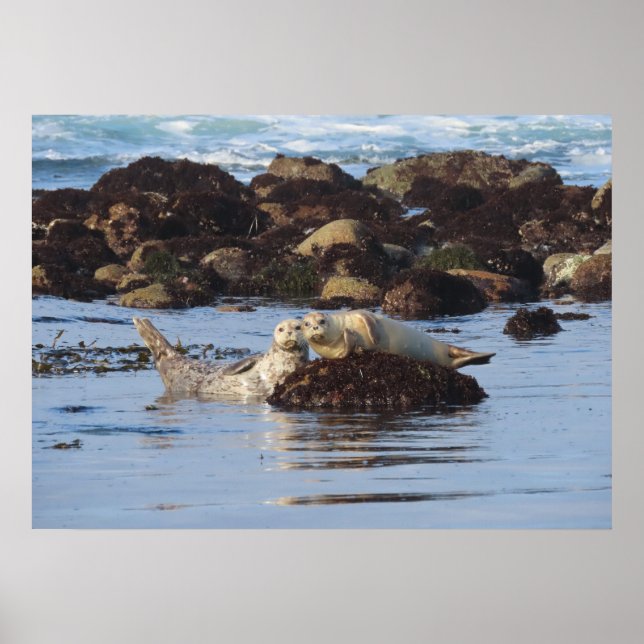 Harbor Seal Posers Poster (Front)
