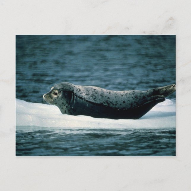Harbor Seal Postcard (Front)