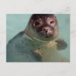 Harbor Seal Postcard