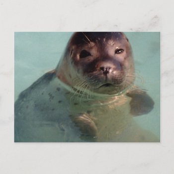 Harbor Seal Postcard by WildlifeAnimals at Zazzle