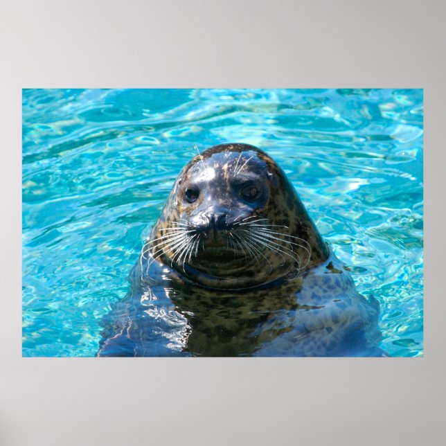 Harbor seal poster (Front)