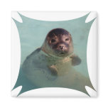 Harbor Seal Square Magnet
