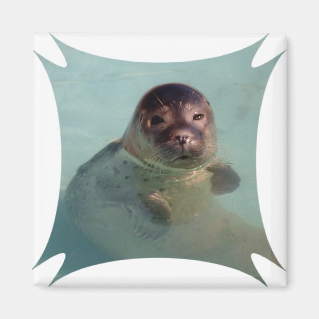 Harbor Seal Square Magnet (Front)