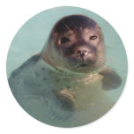 Harbor Seal Sticker