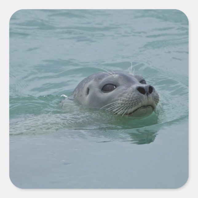 Harbor Seal swimming in Jokulsarlon glacial lake (Front)