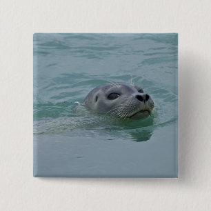 Harbor Seal swimming in Jokulsarlon glacial lake Button