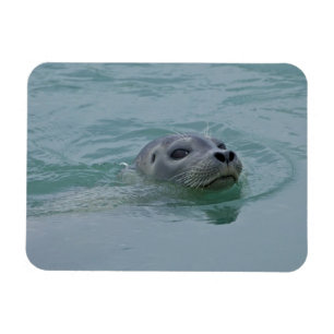 Harbor Seal swimming in Jokulsarlon glacial lake Magnet