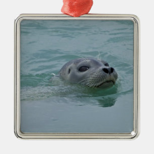 Harbor Seal swimming in Jokulsarlon glacial lake Metal Ornament