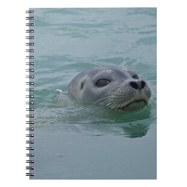 Harbor Seal swimming in Jokulsarlon glacial lake Notebook (Front)