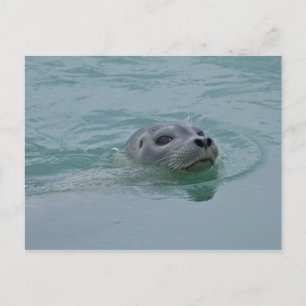 Harbor Seal swimming in Jokulsarlon glacial lake Postcard