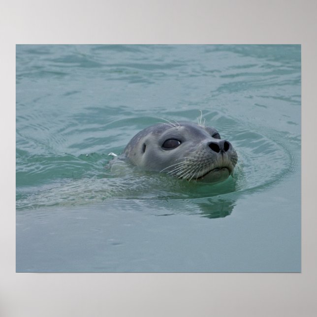 Harbor Seal swimming in Jokulsarlon glacial lake Poster (Front)
