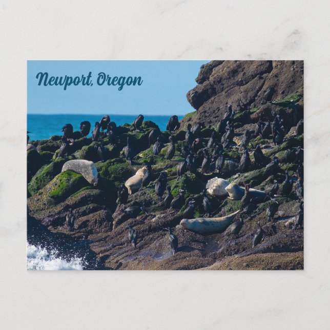 Harbor Seals and Cormorants Sunning at Yaquina  Postcard (Front)