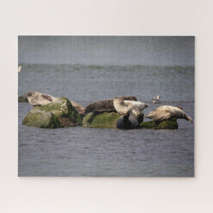 Harbor Seals at Island Beach State Park Jigsaw Puzzle