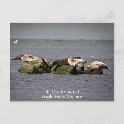 Harbor Seals at Island Beach State Park Postcard