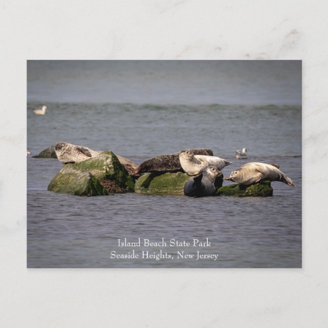 Harbor Seals at Island Beach State Park Postcard (Front)