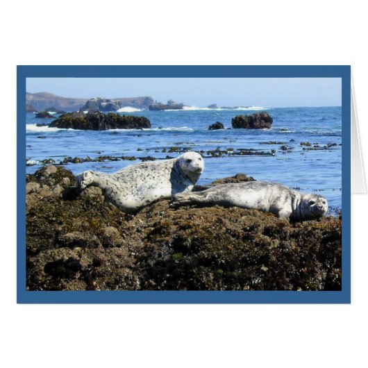 Harbor Seals Cards (Front Horizontal)