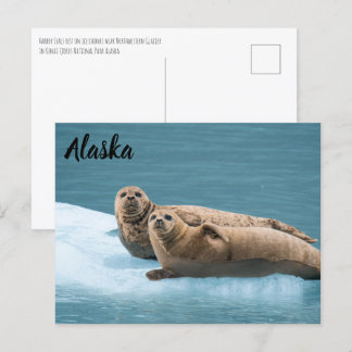 Harbor Seals Kenai Fjords Alaska Postcard