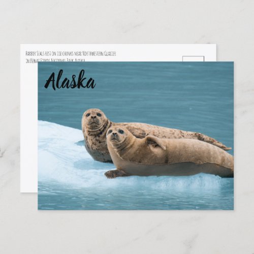 Harbor Seals Kenai Fjords Alaska Postcard