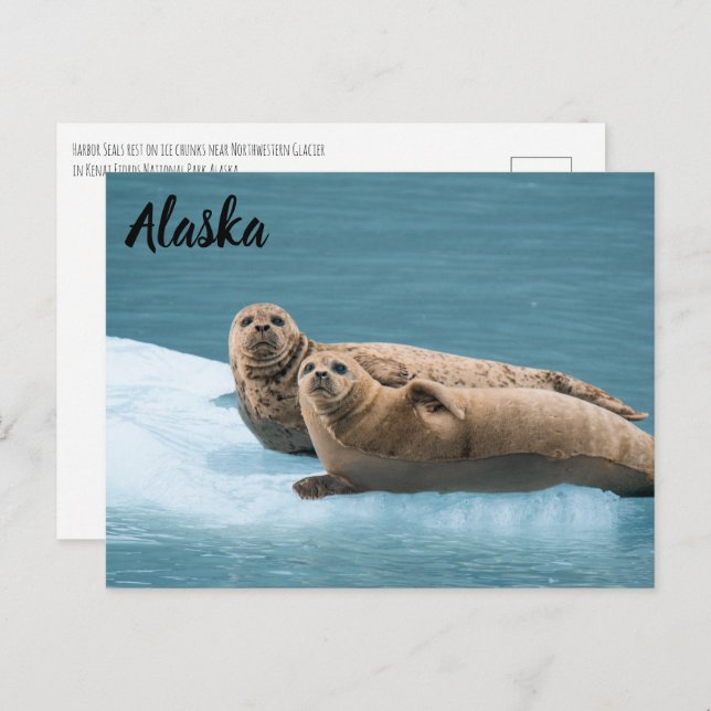 Harbor Seals Kenai Fjords Alaska Postcard (Front/Back)