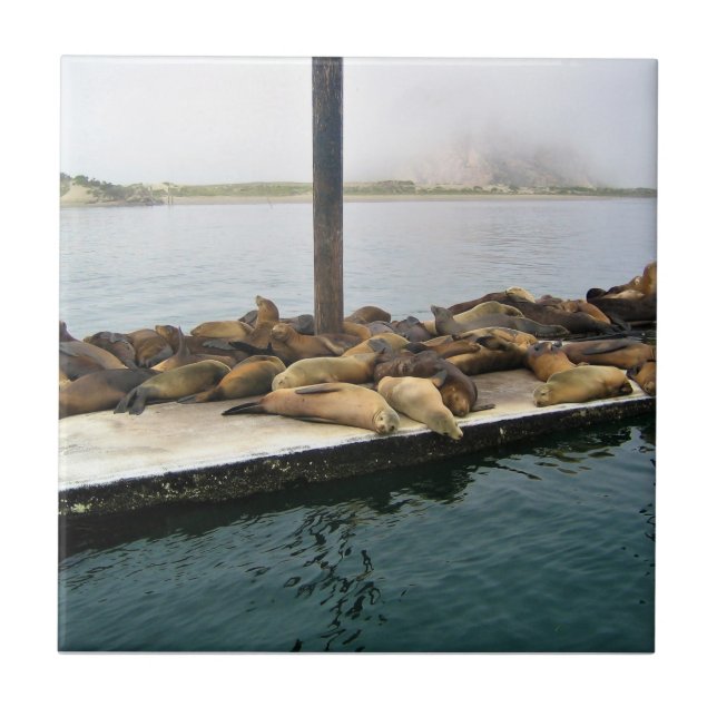 Harbor Seals, Morro Bay, California Ceramic Tile (Front)