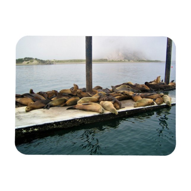 Harbor Seals, Morro Bay, California Magnet (Horizontal)