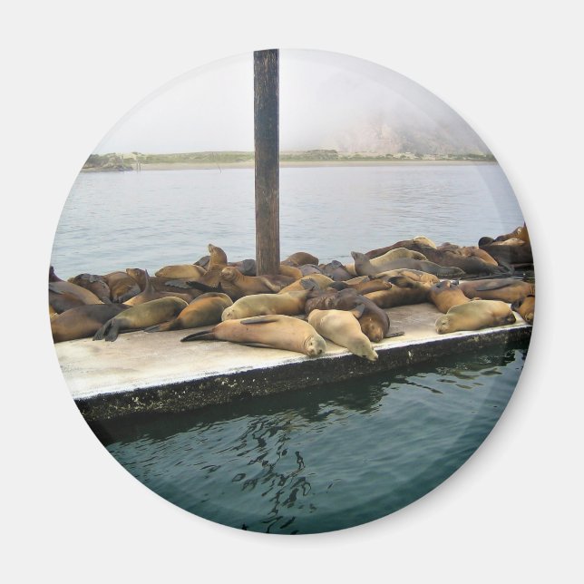 Harbor Seals, Morro Bay, California Magnet (Front)