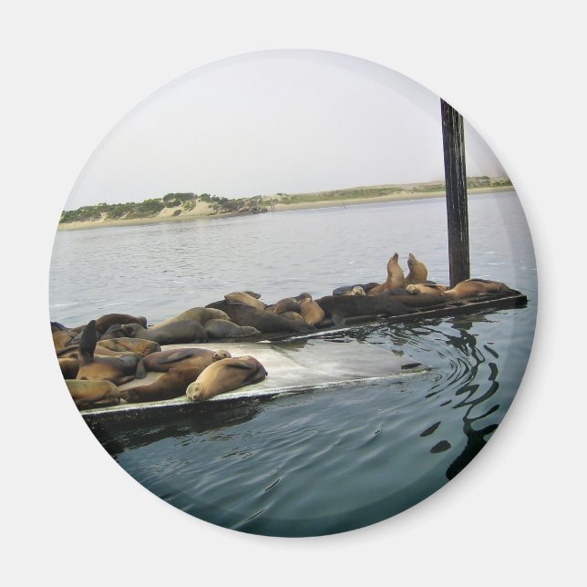 Harbor Seals, Morro Bay, California Magnet (Front)