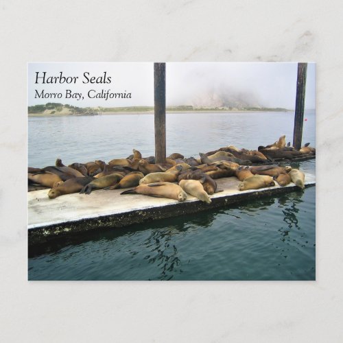 Harbor Seals Morro Bay California Postcard