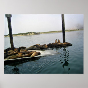 Harbor Seals, Morro Bay, California Poster