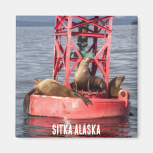 Harbor Seals - Sitka Alaska Magnet