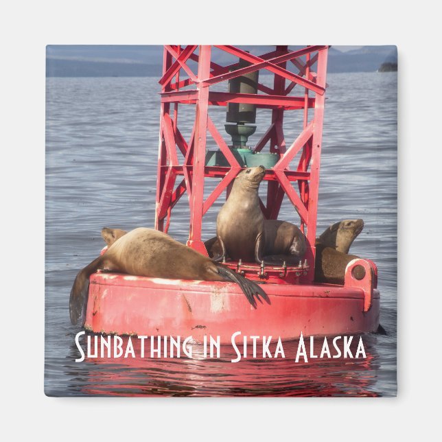 Harbor Seals Sunbathing Sitka Alaska Magnet (Front)