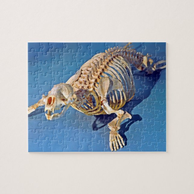 Harbour seal skeleton with a blue background jigsaw puzzle (Horizontal)