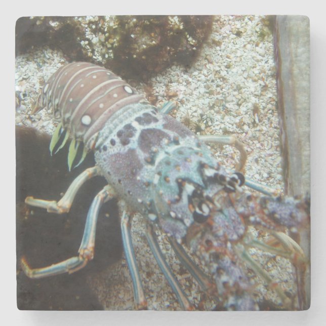 Hard Shelled Stone Coaster (Front)