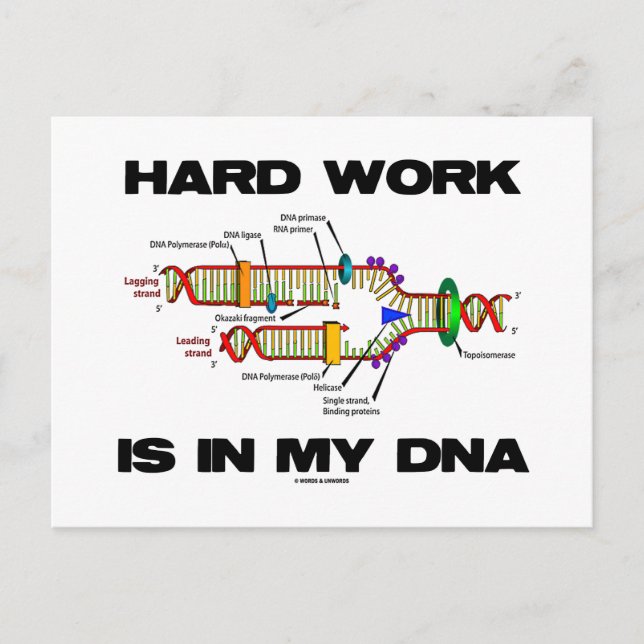 Hard Work Is In My DNA (DNA Replication) Postcard (Front)