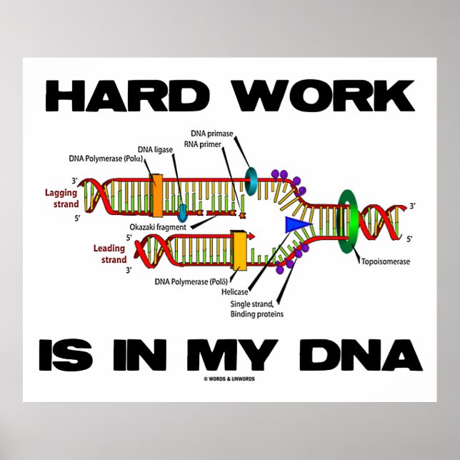 Hard Work Is In My DNA (DNA Replication) Poster (Front)