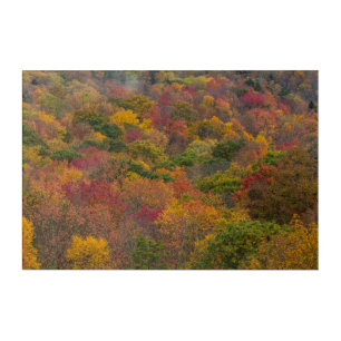 Hardwood Forest in Randolph County, West Virginia Acrylic Print