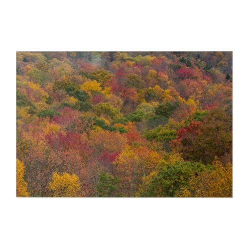 Hardwood Forest in Randolph County West Virginia Acrylic Print