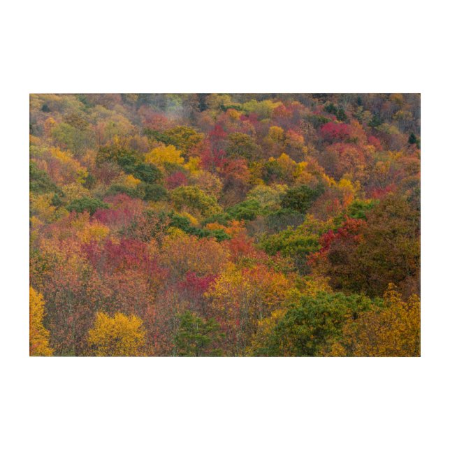 Hardwood Forest in Randolph County, West Virginia Acrylic Print (Front)