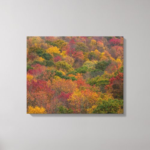 Hardwood Forest in Randolph County West Virginia Canvas Print