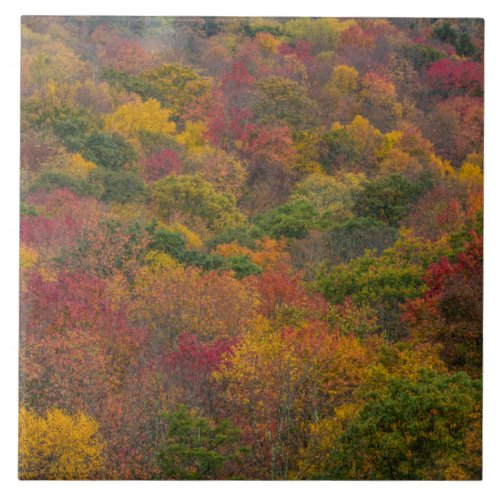 Hardwood Forest in Randolph County West Virginia Ceramic Tile