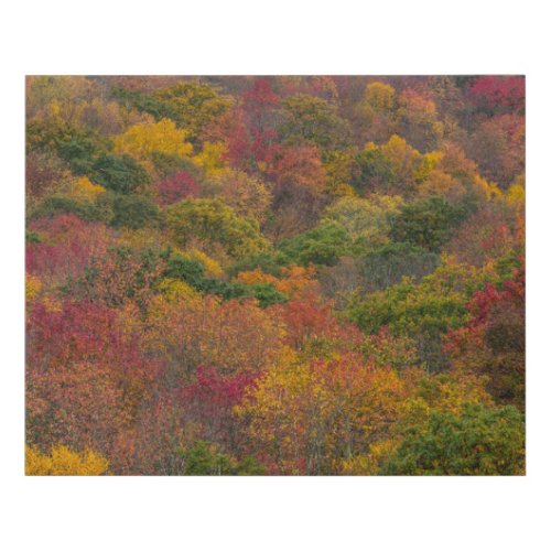 Hardwood Forest in Randolph County West Virginia Faux Canvas Print