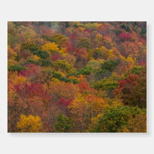 Hardwood Forest in Randolph County West Virginia Foam Board