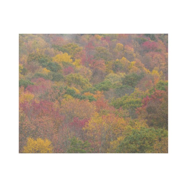 Hardwood Forest in Randolph County, West Virginia Gallery Wrap (Front)