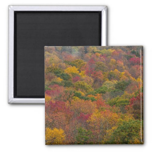 Hardwood Forest in Randolph County West Virginia Magnet