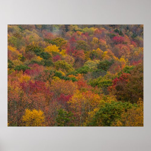 Hardwood Forest in Randolph County West Virginia Poster