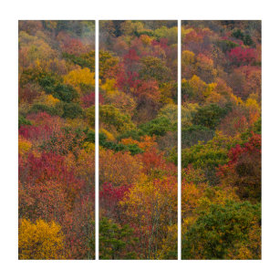 Hardwood Forest in Randolph County, West Virginia Triptych