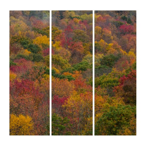 Hardwood Forest in Randolph County West Virginia Triptych