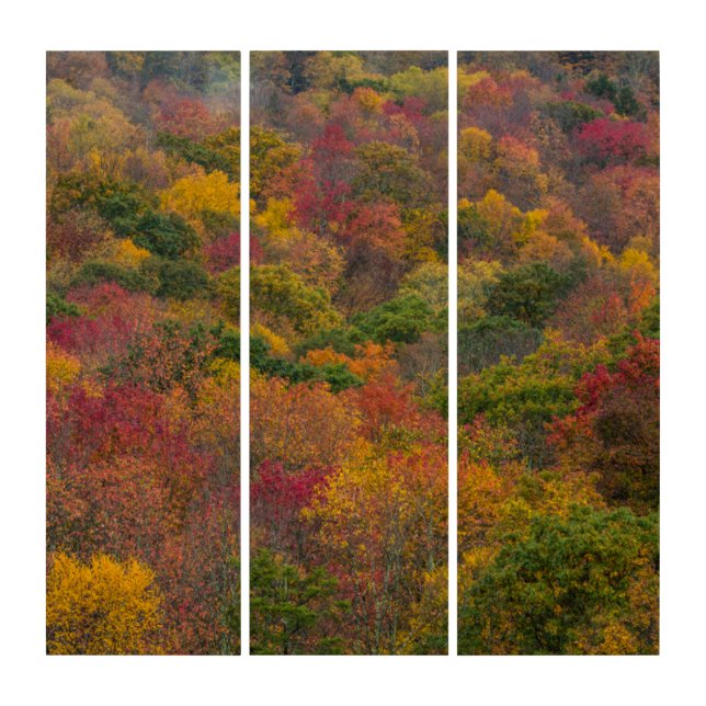 Hardwood Forest in Randolph County, West Virginia Triptych (Front)